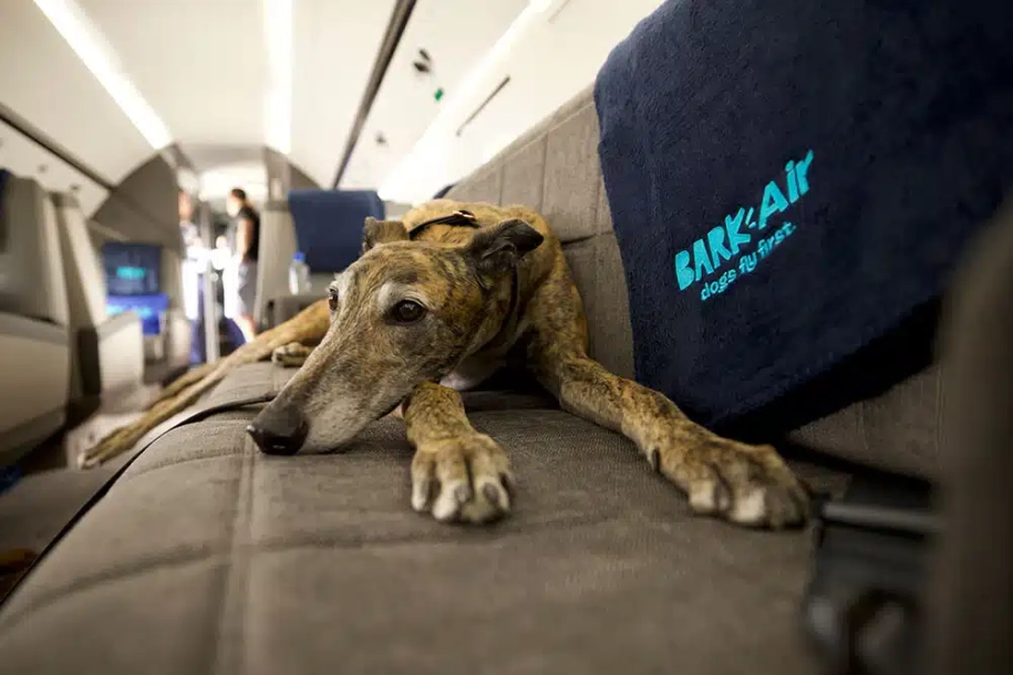 Bark Air: Πλέον οι σκύλοι μπορούν να ταξιδεύουν στην πρώτη θέση