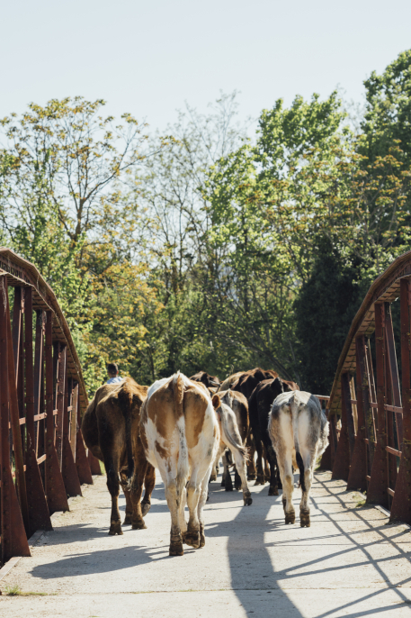 close-up-cows-walking-old-bridge