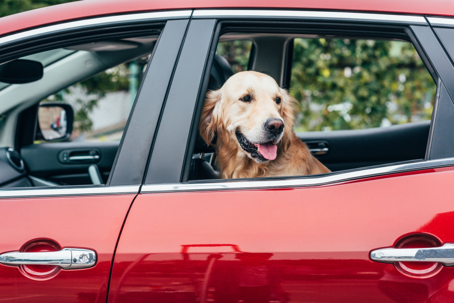 dog inside a car