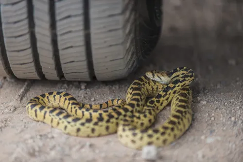 snake-under-tire